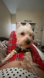 Reunited Male Dog last seen Near west arrow highway, Upland, CA 91786