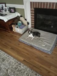 Found/Stray Female Dog last seen Dexter furniture, Raleigh, NC 27613
