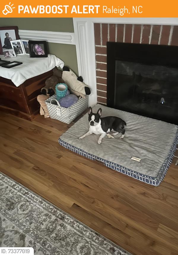 Found/Stray Female Dog last seen Dexter furniture, Raleigh, NC 27613