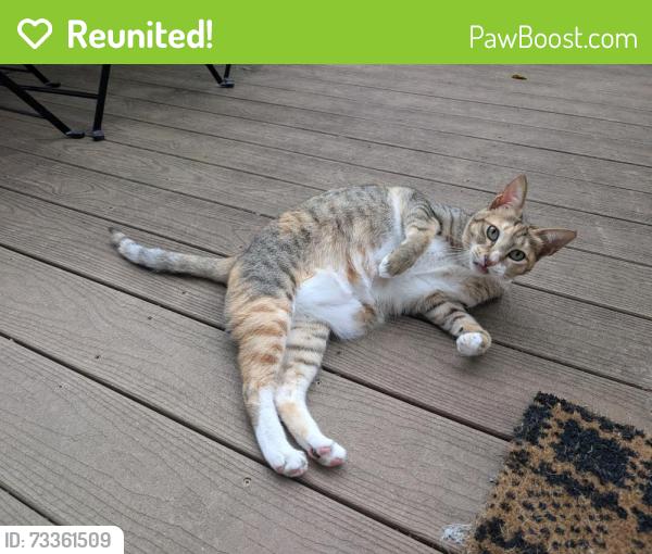 Reunited Female Cat last seen Near Strauss Terrace, Silver Spring, MD 20904