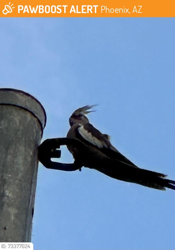 Found/Stray Unknown Bird last seen 35th Ave and Cholla, Phoenix Az, Phoenix, AZ 85029
