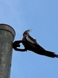 Found/Stray Unknown Bird last seen 35th Ave and Cholla, Phoenix Az, Phoenix, AZ 85029