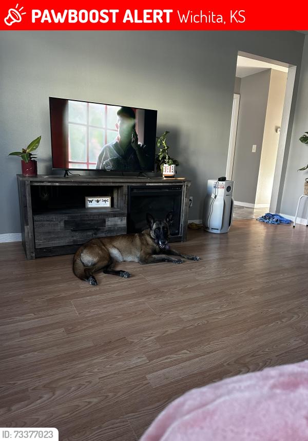 Lost Female Dog last seen North edwards ave, Wichita, KS 67203