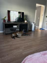 Lost Female Dog last seen North edwards ave, Wichita, KS 67203