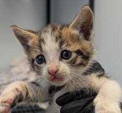 Shelter Stray Male Cat last seen Near Duval Street, San Diego, CA, 92102, 5500 Gaines St, San Diego, CA 92110, USA
