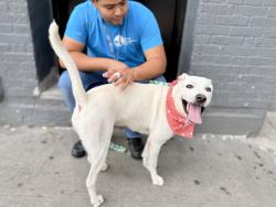 Shelter Stray Female Dog last seen Near E 21st Street, NEW YORK, NY, 10010, 326 E 110th St, New York, NY 10029, USA