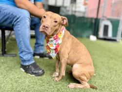Shelter Stray Female Dog last seen Near 50 Kingdbrifge, BRONX, NY, 10468, 326 E 110th St, New York, NY 10029, USA