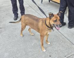 Shelter Stray Male Dog last seen Near 70th Street, BROOKLYN, NY, 11204, 326 E 110th St, New York, NY 10029, USA