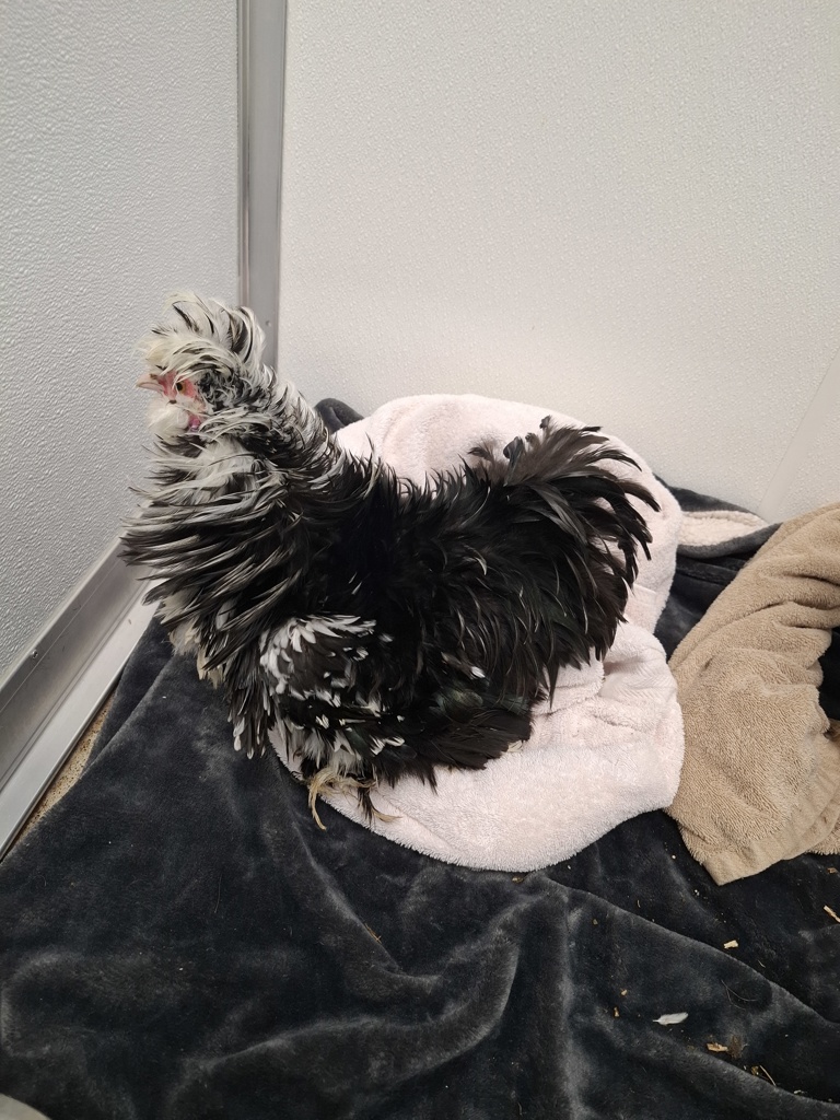 Shelter Stray Female Bird last seen Patricia Street, Port Orchard, WA, 98366, 9167 Dickey Rd NW, Silverdale, WA 98383, USA