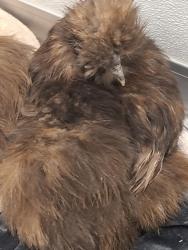 Shelter Stray Female Bird last seen Patricia Street, Port Orchard, WA, 98366, 9167 Dickey Rd NW, Silverdale, WA 98383, USA