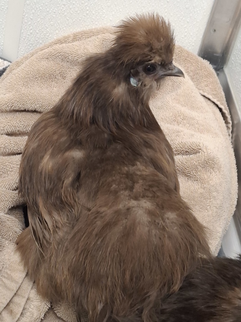 Shelter Stray Female Bird last seen Patricia Street, Port Orchard, WA, 98366, 9167 Dickey Rd NW, Silverdale, WA 98383, USA