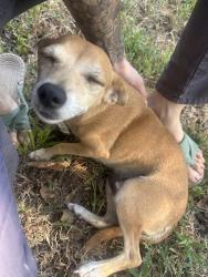 Found/Stray Female Dog last seen 31st and memorial, Tulsa, OK 74129