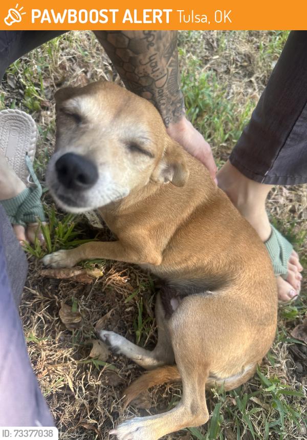 Found/Stray Female Dog last seen 31st and memorial, Tulsa, OK 74129