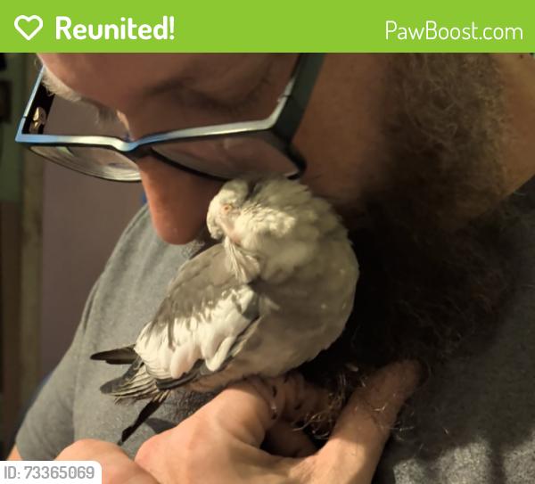 Reunited Male Bird last seen Longs Gap Rd, Sterretts Gap Ave, Garden Dr, Carlisle, PA 17013
