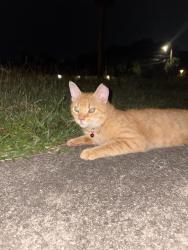 Found/Stray Male Cat last seen Rolling Acres Drive, DeLand FL, DeLand, FL 32720