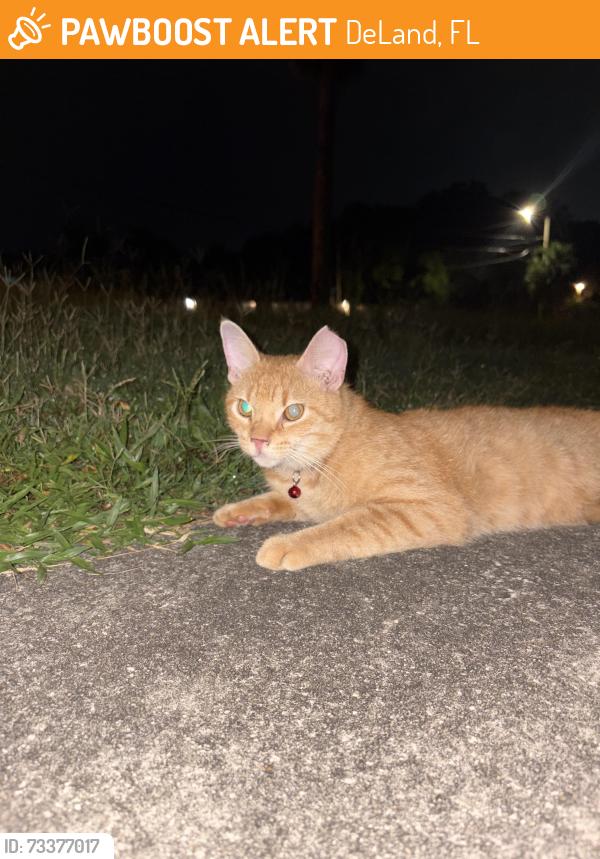 Found/Stray Male Cat last seen Rolling Acres Drive, DeLand FL, DeLand, FL 32720