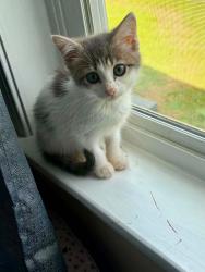 Reunited Female Cat last seen Inside the hse, possible she ran out., Louisville, TN 37777