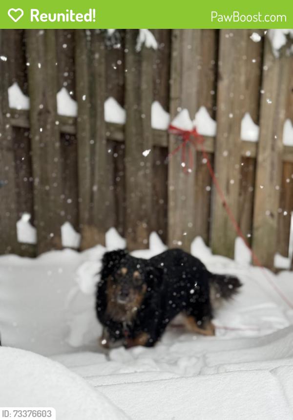 Reunited Male Dog last seen Milligan Ave, Pittsburgh, PA 15218