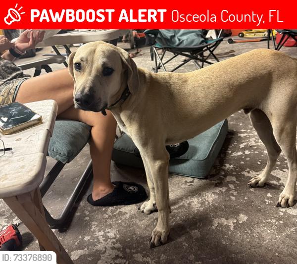 Lost Male Dog last seen West south port rd, Osceola County, FL 34746