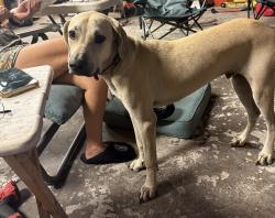 Lost Male Dog last seen West south port rd, Osceola County, FL 34746