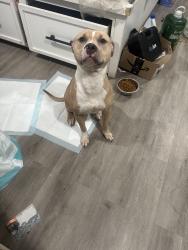 Lost Female Dog last seen Elysian park recreation center, Los Angeles, CA 90012