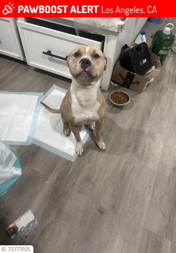 Lost Female Dog last seen Elysian park recreation center, Los Angeles, CA 90012
