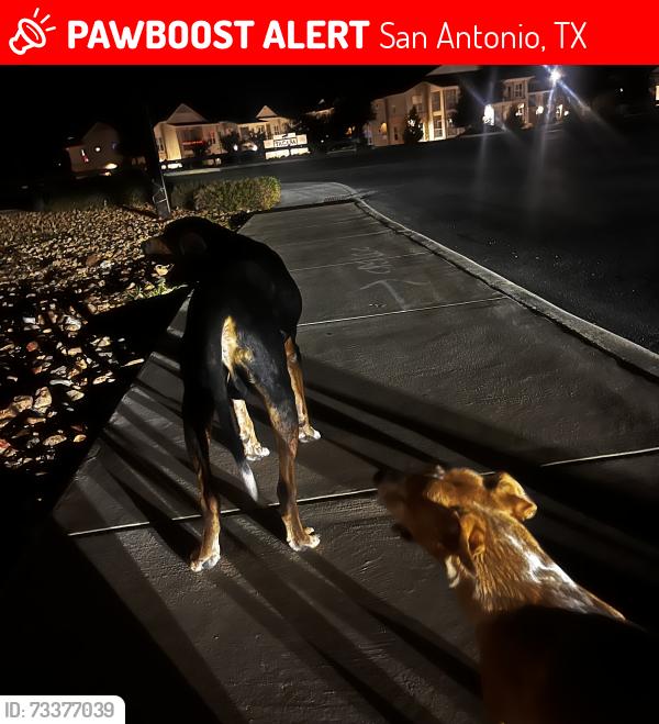 Lost Male Dog last seen On the corner of waterstone place and empressio. Costo Walmart area., San Antonio, TX 78253