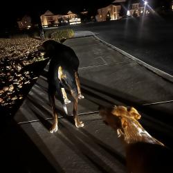 Lost Male Dog last seen On the corner of waterstone place and empressio. Costo Walmart area., San Antonio, TX 78253