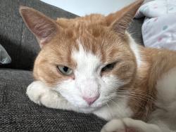 Lost Female Cat last seen Sierra Boulevard, Mississauga, ON L4Y 2B9
