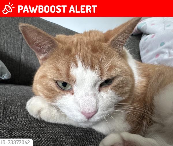 Lost Female Cat last seen Sierra Boulevard, Mississauga, ON L4Y 2B9