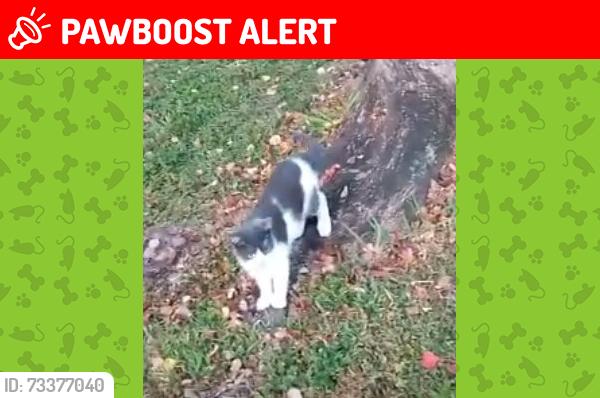 Lost Female Cat last seen Poinciana and 10th Ave, Palm Beach County, FL 33467