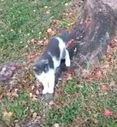 Lost Female Cat last seen Poinciana and 10th Ave, Palm Beach County, FL 33467