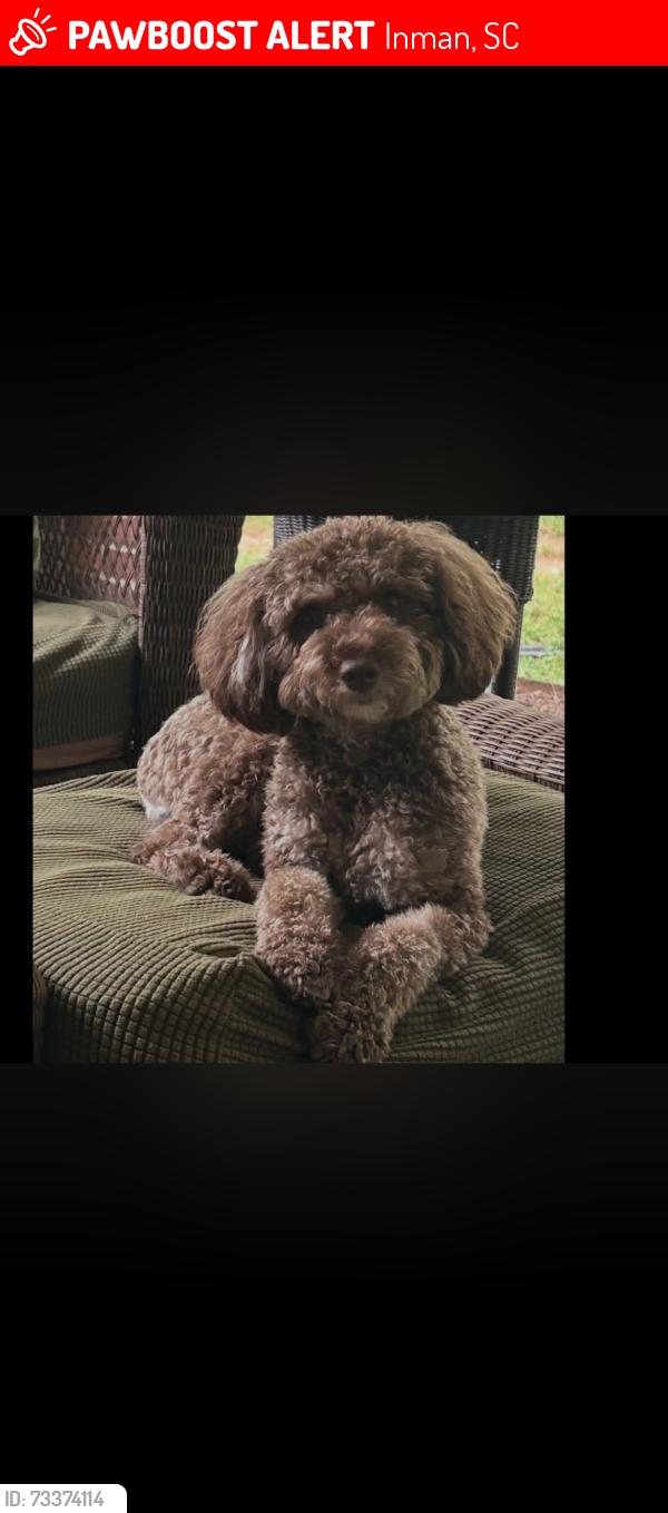 Lost Female Dog last seen Mill Street and Highway 176, Inman, SC 29349