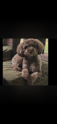 Lost Female Dog last seen Mill Street and Highway 176, Inman, SC 29349