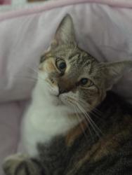 Reunited Female Cat last seen Near sw 12th ct Fort Lauderdale, Fort Lauderdale, FL 33315
