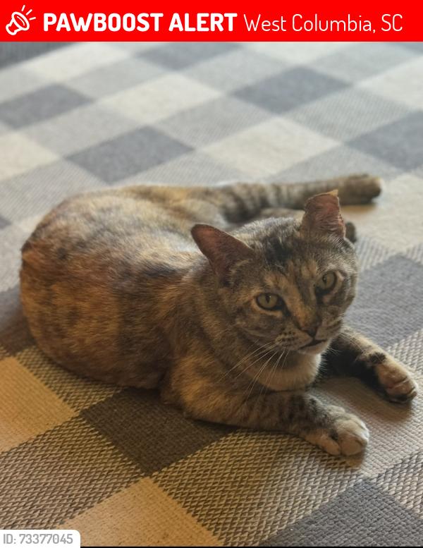 Lost Female Cat last seen St Davids Church Road, West Columbia, SC 29170