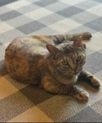 Lost Female Cat last seen St Davids Church Road, West Columbia, SC 29170