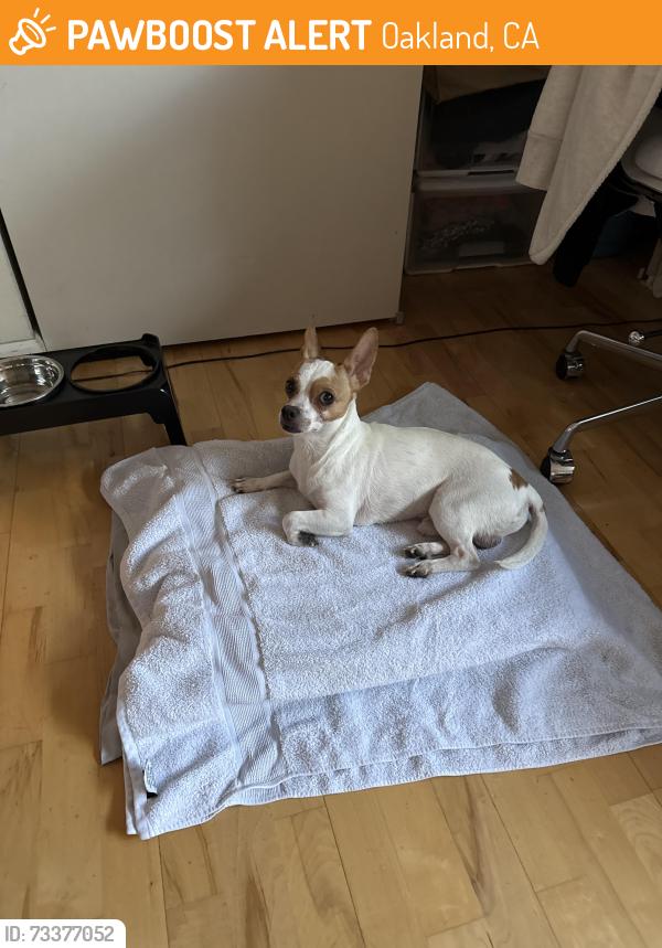 Found/Stray Male Dog last seen Below Head Royce School, Oakland, CA 94602