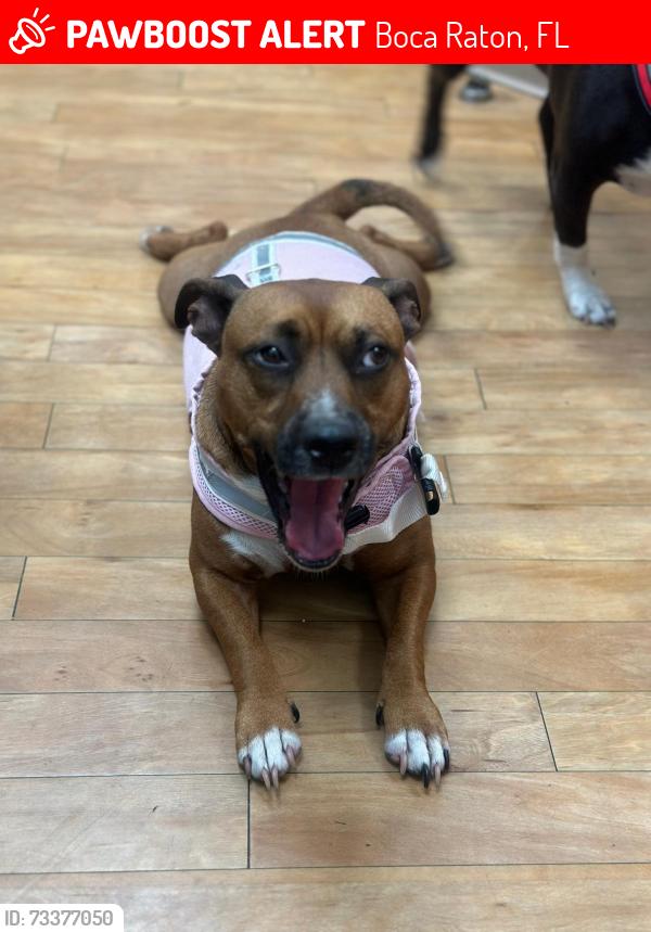 Lost Female Dog last seen Palmetto park rd, Boca Raton, FL 33432