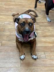Lost Female Dog last seen Palmetto park rd, Boca Raton, FL 33432