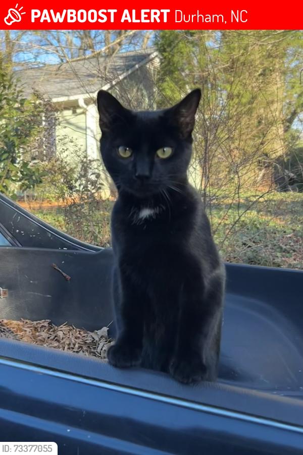 Lost Male Cat last seen Lakewood & Shepherd St, Durham, NC 27707