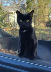 Lost Male Cat last seen Lakewood & Shepherd St, Durham, NC 27707