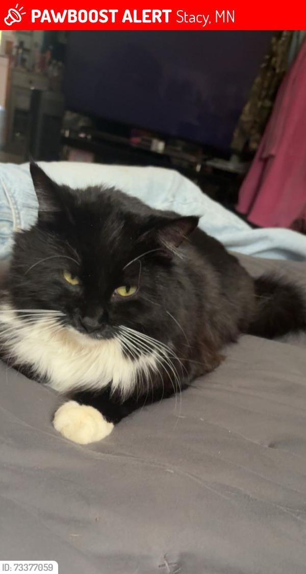 Lost Male Cat last seen Near 233rd Ave NE Stacy MN, Stacy, MN 55079