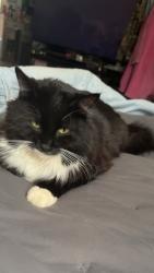 Lost Male Cat last seen Near 233rd Ave NE Stacy MN, Stacy, MN 55079