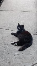 Found/Stray Female Cat last seen Near Justin Ct, Indianapolis, IN 46219