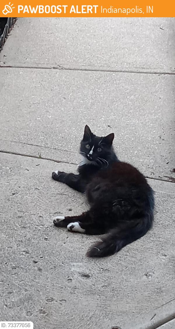 Found/Stray Female Cat last seen Near Justin Ct, Indianapolis, IN 46219