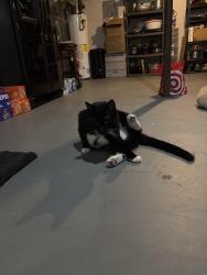 Found/Stray Female Cat last seen near i luv pho, Duluth, GA 30096