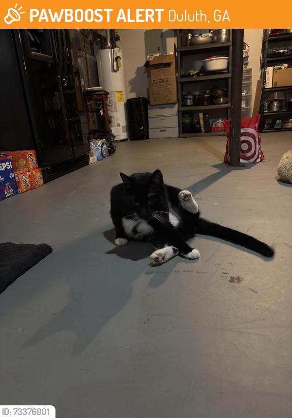 Found/Stray Female Cat last seen near i luv pho, Duluth, GA 30096