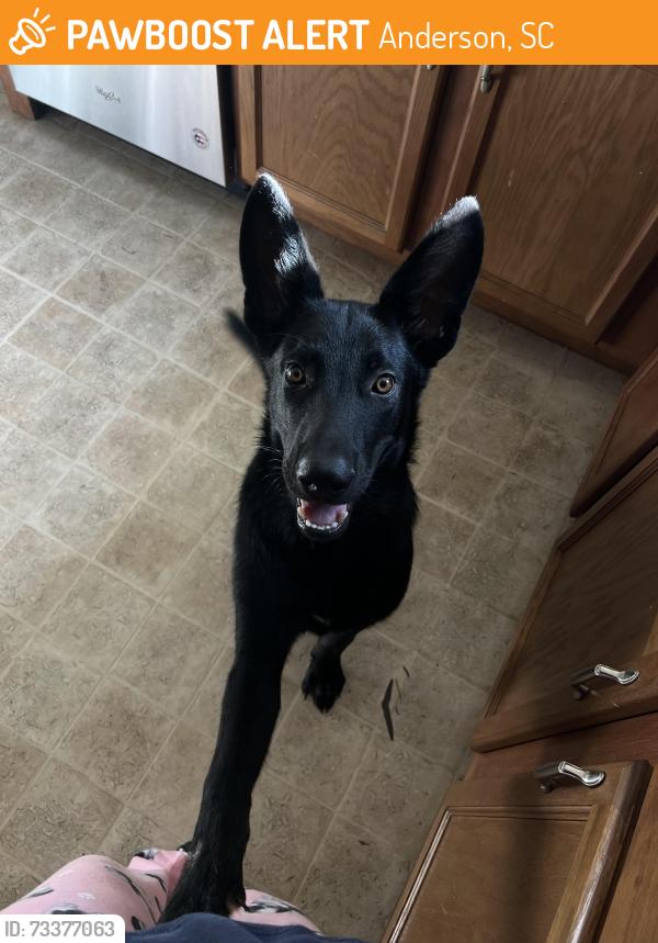 Found/Stray Male Dog last seen OK nails, Anderson, SC 29625