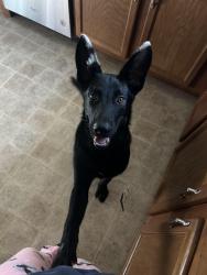 Found/Stray Male Dog last seen OK nails, Anderson, SC 29625